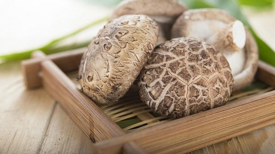 TALLER DE CULTIVO DE SETAS SHIITAKE